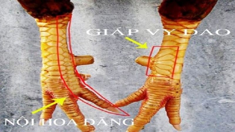 Các loại vảy tốt, được ưa chuộng