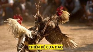 Kinh nghiệm chọn gà đá cựa dao