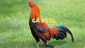 Cách chăm sóc và nuôi dưỡng gà nòi Asil